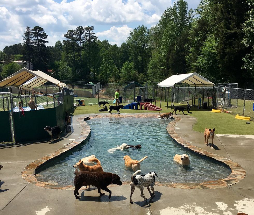 camp wagging tails pool