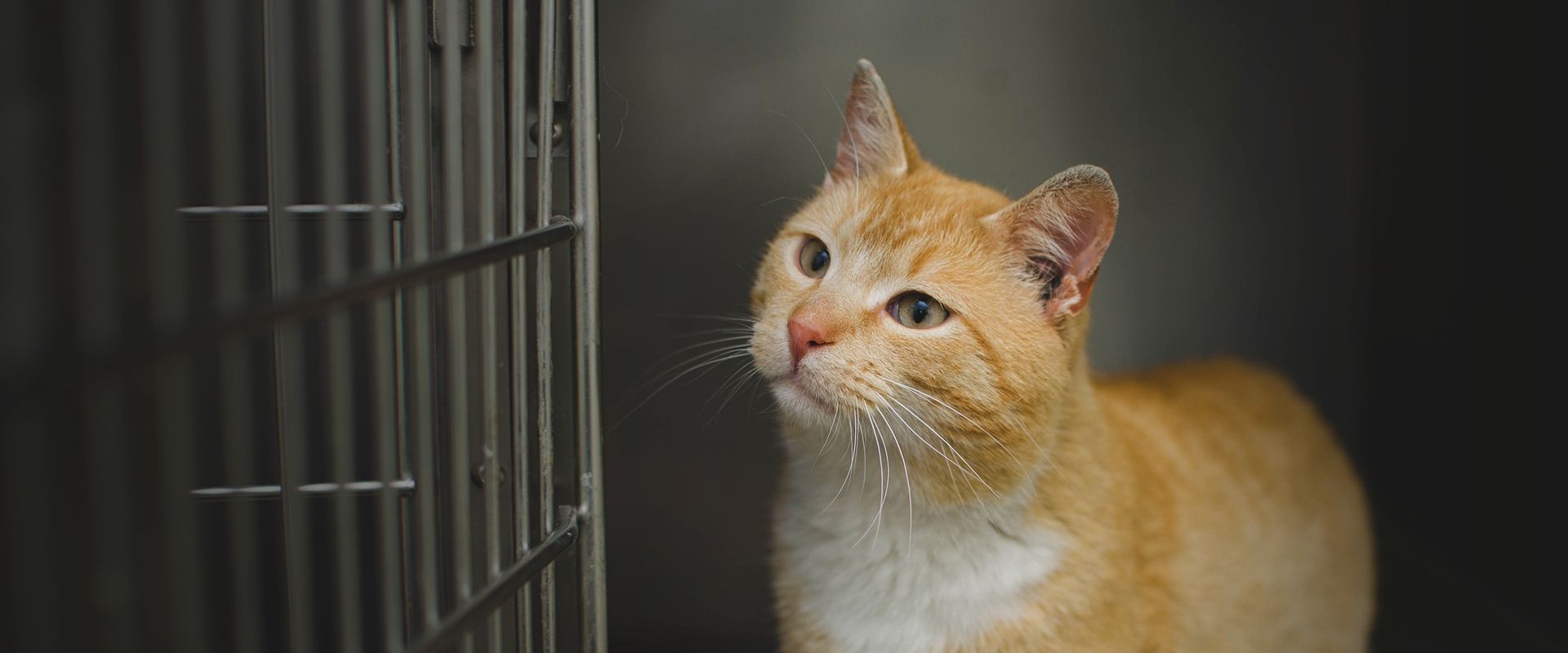 Orange cat outside of a kennel.