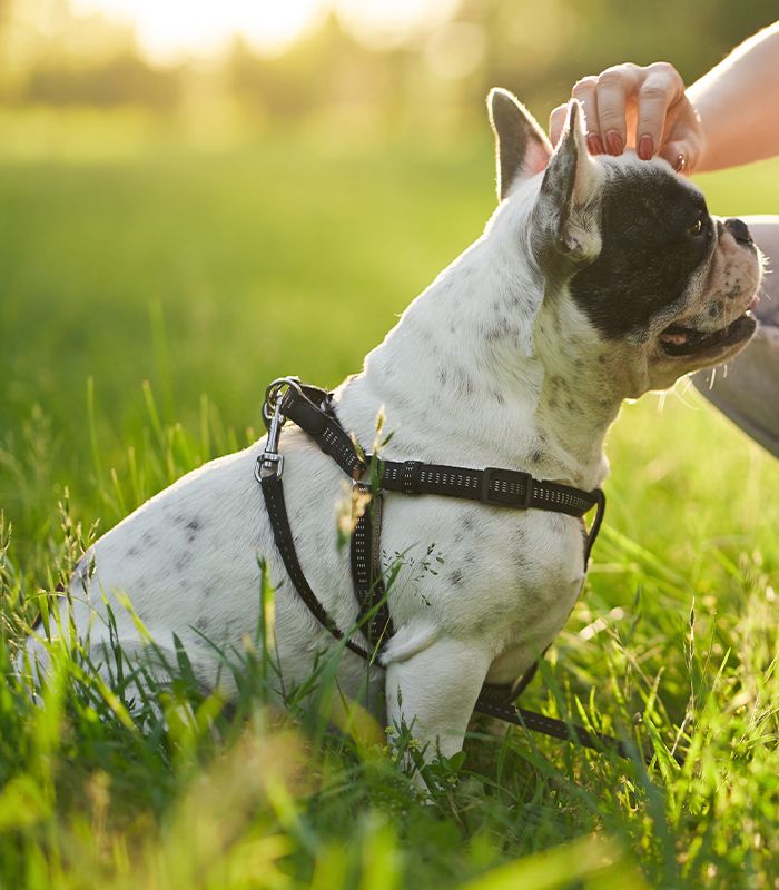Woman hands caressing french bulldog at the park