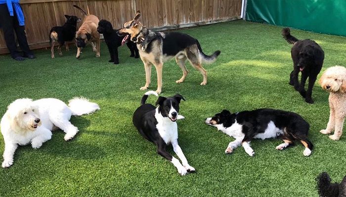 group of dogs playing at camp wagging tails playground