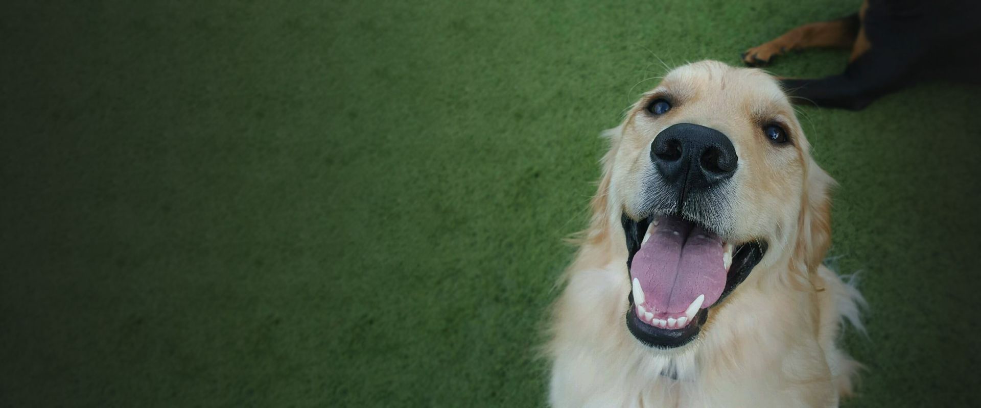 very happy golden retriever dog at camp wagging tails daycare