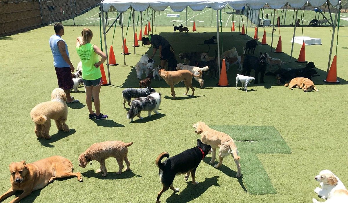 dogs-enjoying-daycare-at-camp-wagging-tails
